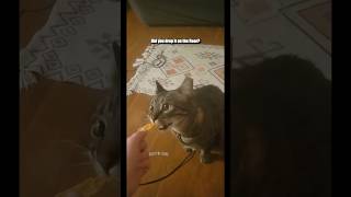 Fickle Kitty  Fan video submitted by Aryn F shorts [upl. by Orose]