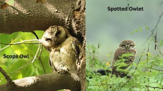 Indian Scops Owl amp Spotted Owlet  Sound amp Behaviors of Owl [upl. by Neelrahc]