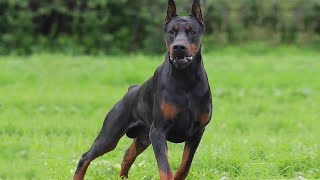 The Power of DOBERMAN He was created for this [upl. by Manas]