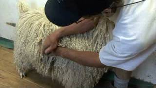 Guide To Purchasing Angora Goats For Mohair Production  4 Farm Mohair For Profit [upl. by Ianaj]