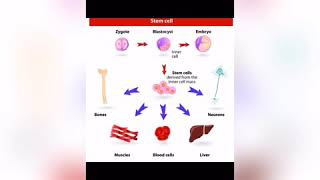 What is Totipotency pluripotent and Multipotent [upl. by Assirehs]