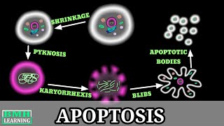 Apoptosis  Programmed Cell Death [upl. by Annawat488]