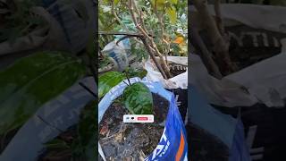 FREE के GROW BEG में लगाया फ्री का पोधा organicgardening terracegarden kitchengarden ytshorts [upl. by Winsor25]