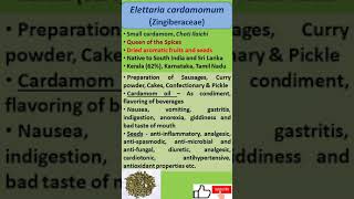 Elettaria cardamomum  Uses [upl. by Hamitaf]