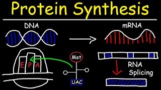 Transcription and Translation  Protein Synthesis From DNA  Biology [upl. by Ettenuj]