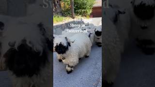 Valais Blacknose Sheep Switzerlands Fluffy BlackFaced Beauties [upl. by Graces]