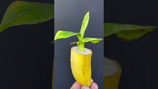 Growing Banana Plant From Seeds Banana Short youtubeshort seeds Mitasgardeningtrick [upl. by Tades]