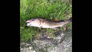 Scotland Loch Fishing [upl. by Elder]