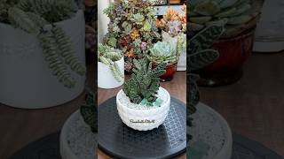 Succulent TipsRepotting Gasteria Gracillis🪴 succulents repotting suculentas [upl. by Jaymee]