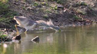 Hoopoe and Squacco Heron near Kilmore Quay Ireland [upl. by Nuahsad711]