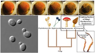 Fungi Chitin Yeasts Molds Mushrooms and Decomposition [upl. by Lak]