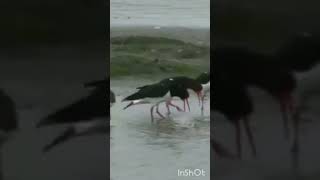 oystercatchers are hilarious 🤣 [upl. by Koser]