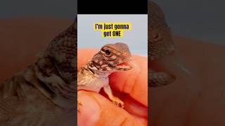 UROMASTYX BABIES Uromastyx flavifasciata orange banded reptiles uromastyx [upl. by Morganne]