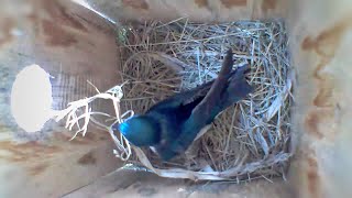 From empty nest to 6 eggs in less than 2 minutes Birdhouse nest box camera highlights 2024 [upl. by Bunde]