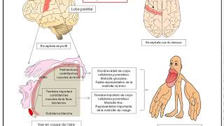 TSBilanChapitre5  Motricité volontaire intégration nerveuse et plasticité cérébrale [upl. by Bouchard]