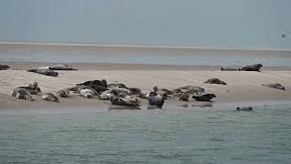 Zeehonden nabij Terschelling Vlieland Seals near Terschelling and Vlieland in The Netherlands [upl. by Yentroc]