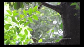 White Cheeked Barbet feeding [upl. by Ira]