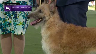 Belgian Laekenois  Breed Judging 2023 [upl. by Radnaxela]