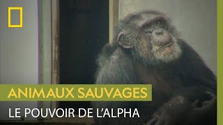 Ce chimpanzé alpha règne grâce à la diplomatie [upl. by Olwena737]