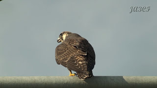 ハヤブサの鳴き声 Peregrine Falcon [upl. by Eartha256]