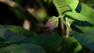 Deadly nightshade Atropa belladonna 1to1 [upl. by Princess]