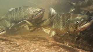 Salmon And Trout Hatchery Documentary [upl. by Llerred]