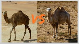 Two main types of camels Dromedary camel and bactrian camel [upl. by Minne]