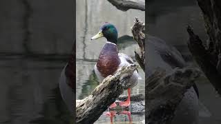 Mallard Calls  Duck Sounds [upl. by Amelie]