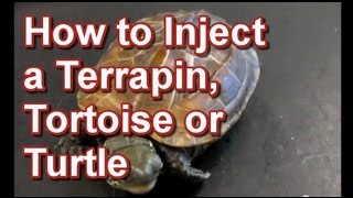 How to Inject a Terrapin Tortoise or Turtle  Tai Wai Small Animal amp Exotic Veterinary Hospital [upl. by Dasie576]