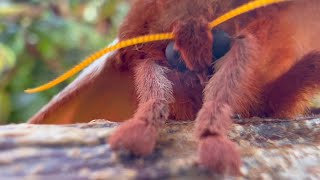 Amazing and Cute Face of an Automeris Moth [upl. by Nuahsel267]