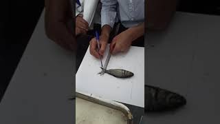 Morphometric characters of fish  Practical  MsZo  KU [upl. by Ruprecht7]