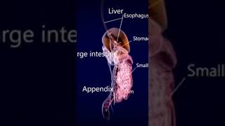 Digestive system organs • Anatomy [upl. by Brownley]