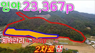 2차로 옆 임야 계획관리지역 약 4500여p 있는 횡성임야 횡성전원주택매매매번 31016 [upl. by Annoet31]