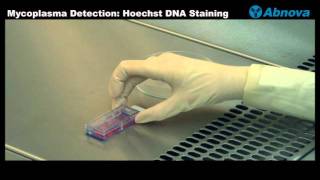 Mycoplasma Detection Hoechst DNA Staining [upl. by Lubet]