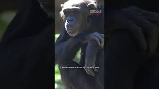 La chimpancé Natalia suelta su bebé muerto al poco de nacer y concluye su duelo se siete meses [upl. by Raphaela532]