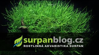 Vesicularia sp Creeping Moss  Měchýřka Creeping Moss  Akvarijní rostliny  SURPANcz [upl. by Inoek735]