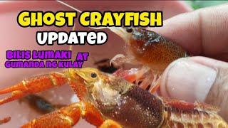 ghost Crayfish updated ang bilis lumaki at gumanda ng kulay [upl. by Nikolaus]