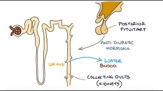 Understanding Hyponatraemia [upl. by Lenhart]