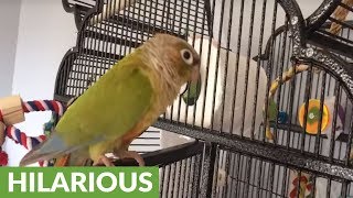 Conure sings and dances to the beat [upl. by Jo-Ann]