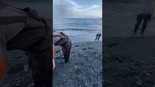 Capelin time in Newfoundland 2022 so many Caplin newfoundland caplin fishing amazing subscribe [upl. by Avilys]