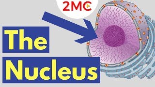 What is the Nucleus  Nucleus Structure and Function [upl. by Serilda]