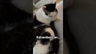 Wie normale Leute TV schauen vs Katzenbesitzer katzen lustig liebe viralvideo [upl. by Zeret]