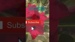 Beautiful flowers flowers bollywood music hindisong love organicgardensgarden organicgardens [upl. by Magena163]