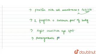 What are the characteristic features of Euglenoids [upl. by Zeiger]