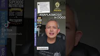 ANAPLASMOSIS IN DOGS [upl. by Yrok806]