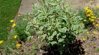 How to grow Dogwood  Gardening 101 by Dr Greenthumb [upl. by Todhunter]