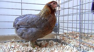 Coq et poule Araucana saumon bleu doré  Rumpless Araucana  Évreux 2024 [upl. by Ambie]