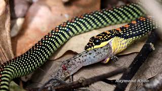 Paradise tree snake Chrysopelea paradisi eating gecko  Sungei Buloh nature [upl. by Callie682]