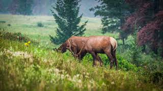 Altai Wapiti Altai Mountains Elk [upl. by Iglesias]