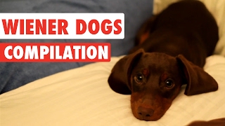 Wiener Dogs Video Compilation 2017 [upl. by Macey]